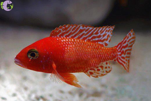 Cá Ali Thái Fire Fish - 1