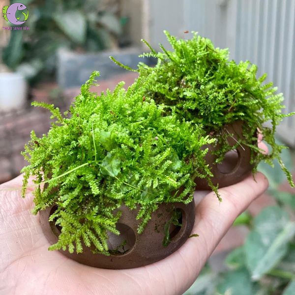bán cầu gốm gắn rêu 1