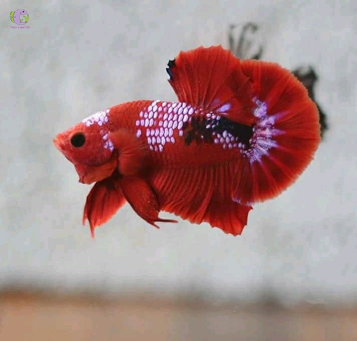 Cá Betta Red Fancy-3