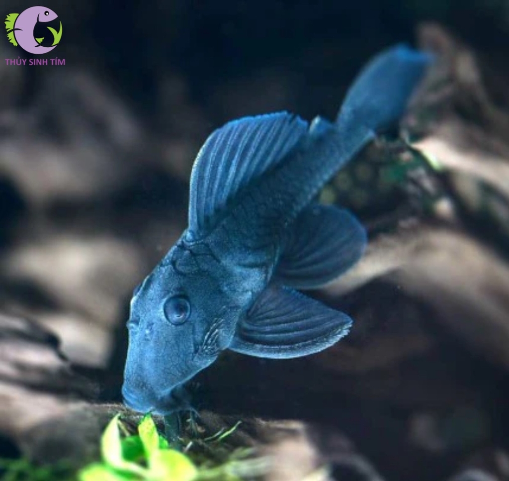 L239 Blue Panaque Pleco - 1