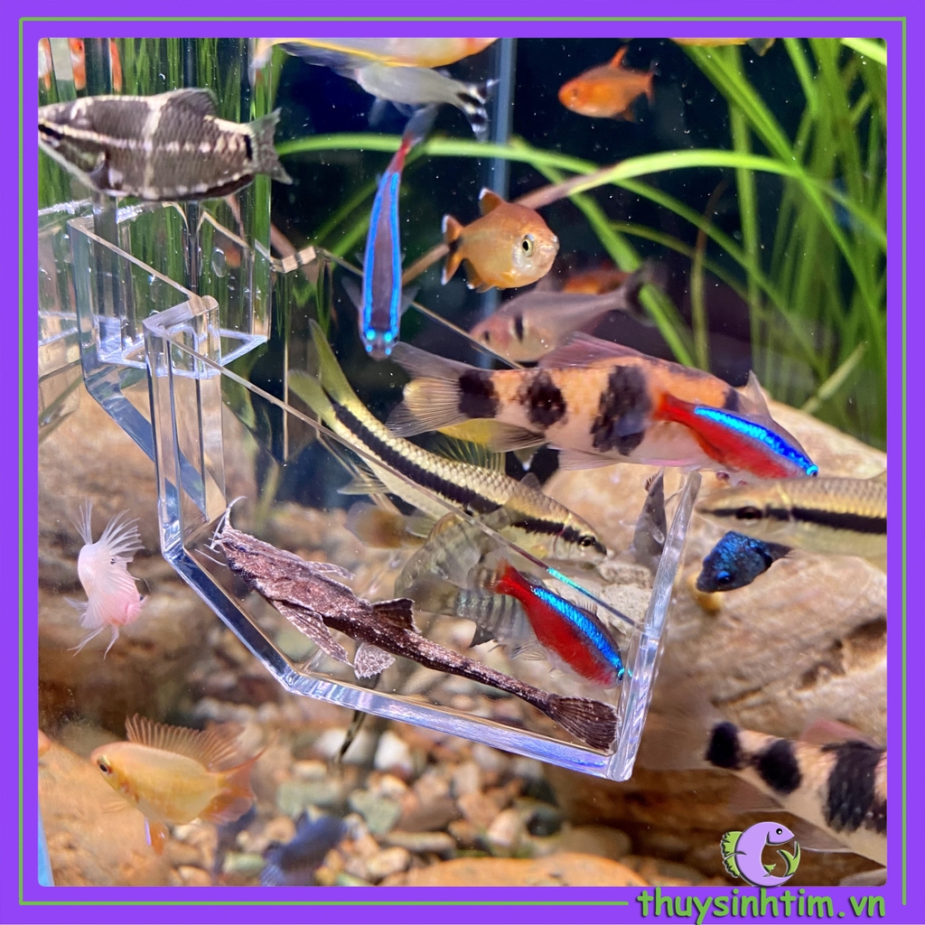 Bộ Ống Acrylic Đựng Thức Ăn Cho Cá Tép - 1