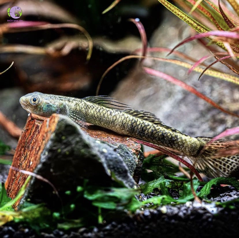 Cá Bống Stiphodon Pelewensis-3