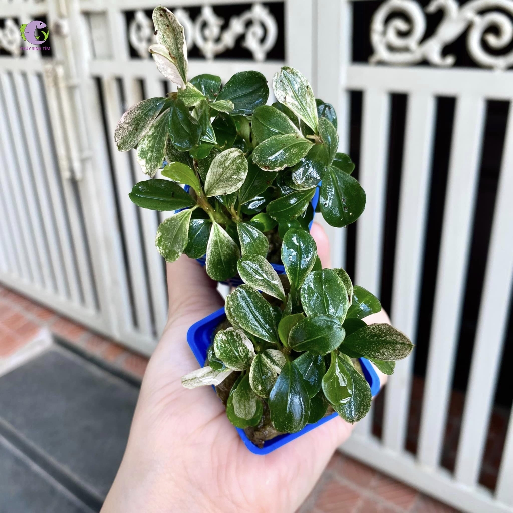 Cây Bucep Đột Biến