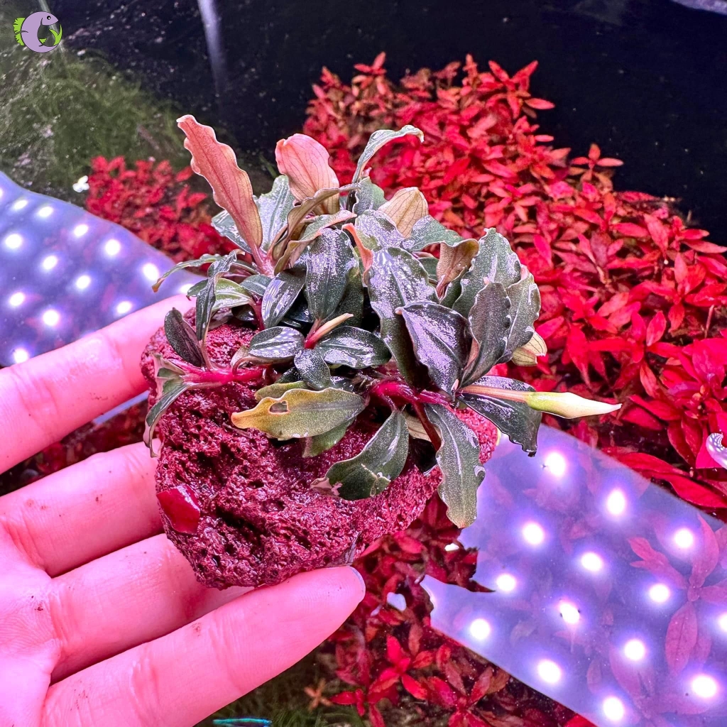 Bucep Tím Gắn Nham Thạch - 1