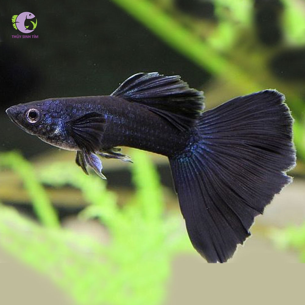 Cá 7 màu Full Black-3