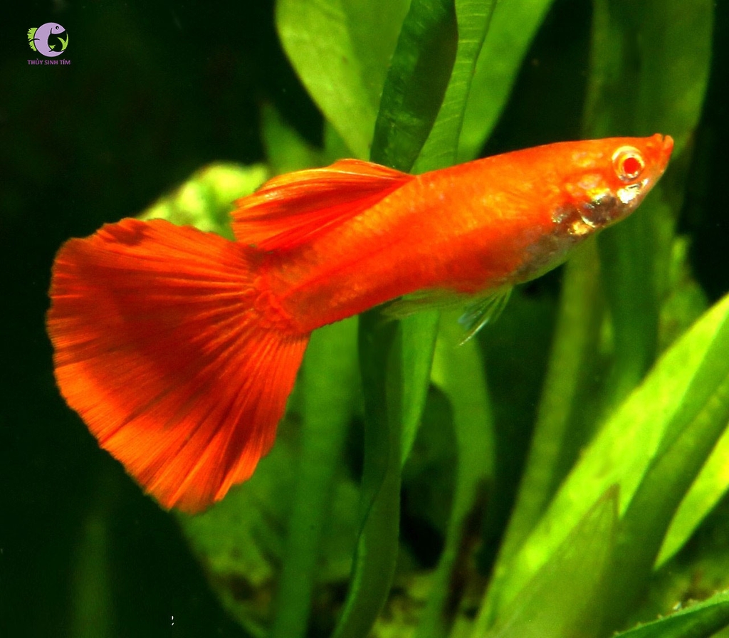 Cá Bảy Màu Full Red-3