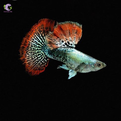 Cá Bảy Màu Rồng Đỏ-3