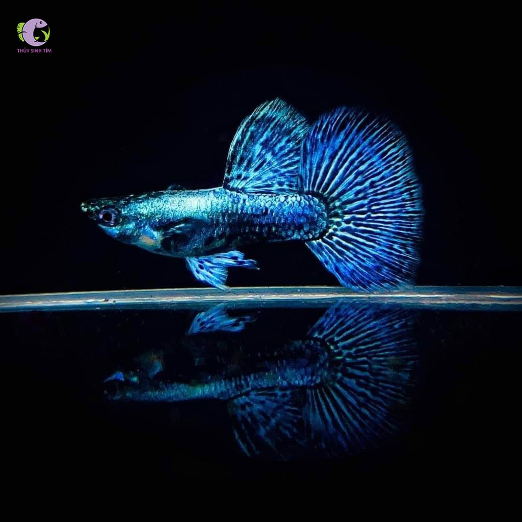 Cá Bảy Màu Rồng Xanh-3