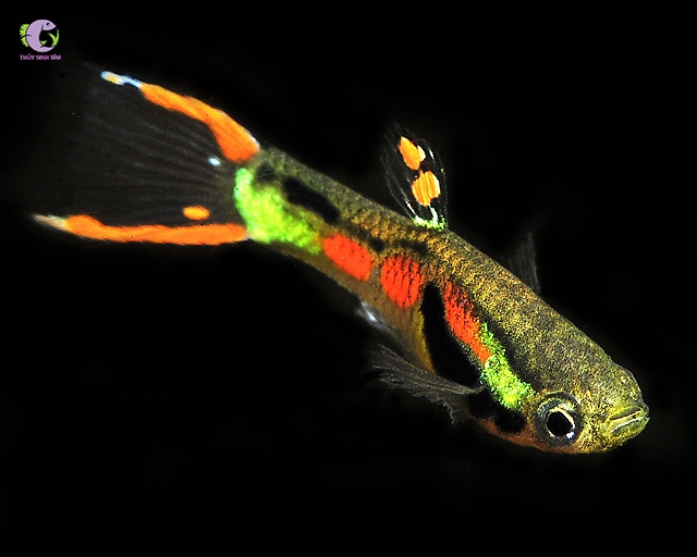 Cá Bảy Màu Rừng Endler-3
