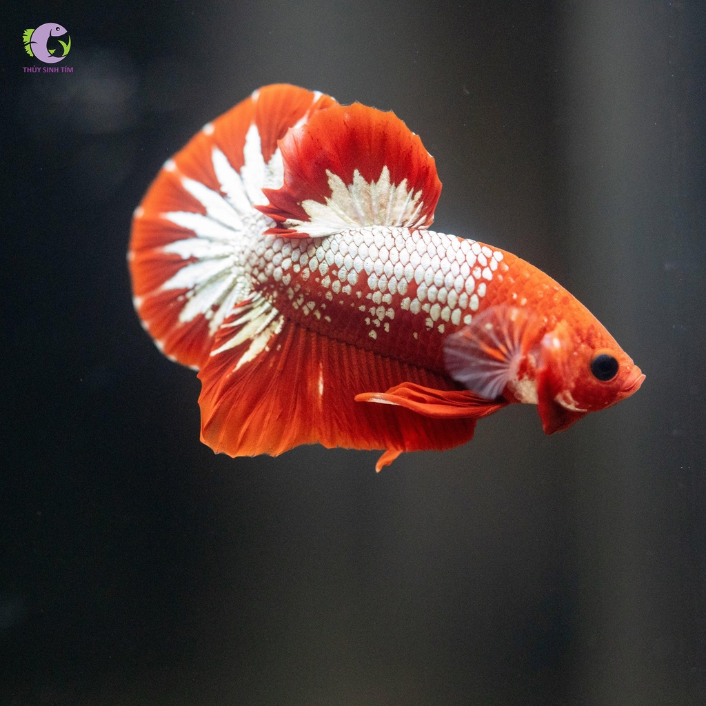Cá Betta Fancy Copper-3