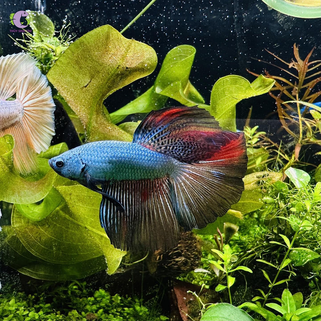 Cá Betta Rồng Half Moon-3