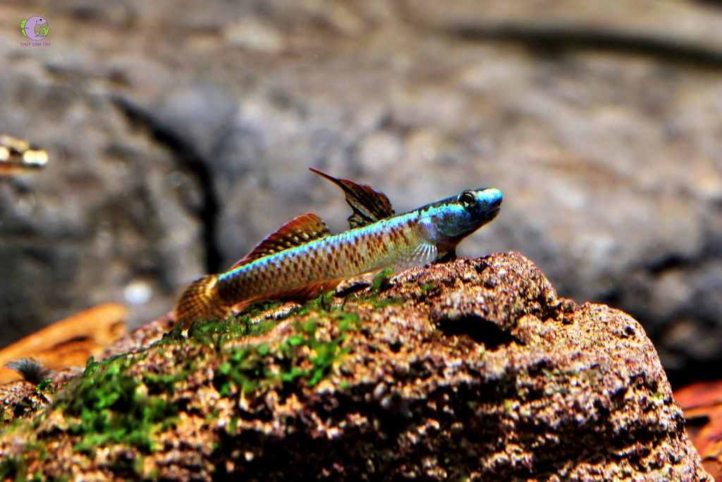 Cá Bống Stiphodon Percnopterygionus-3