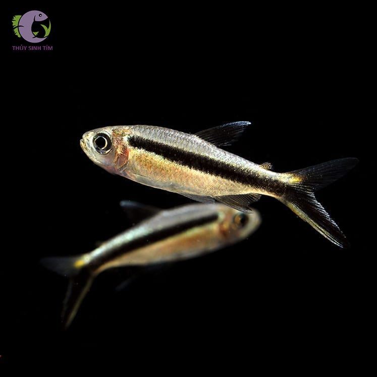 Cá chim cánh cụt