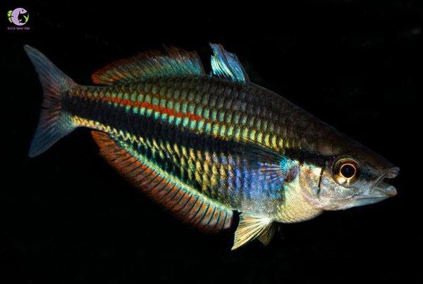 Cá Cầu Vồng Bowmani-3
