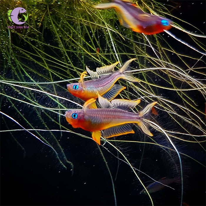cá cầu vồng nắng vàng -3