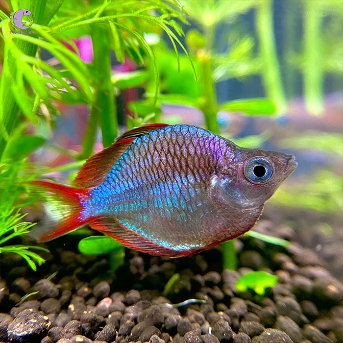 cá cầu vồng xanh short-3