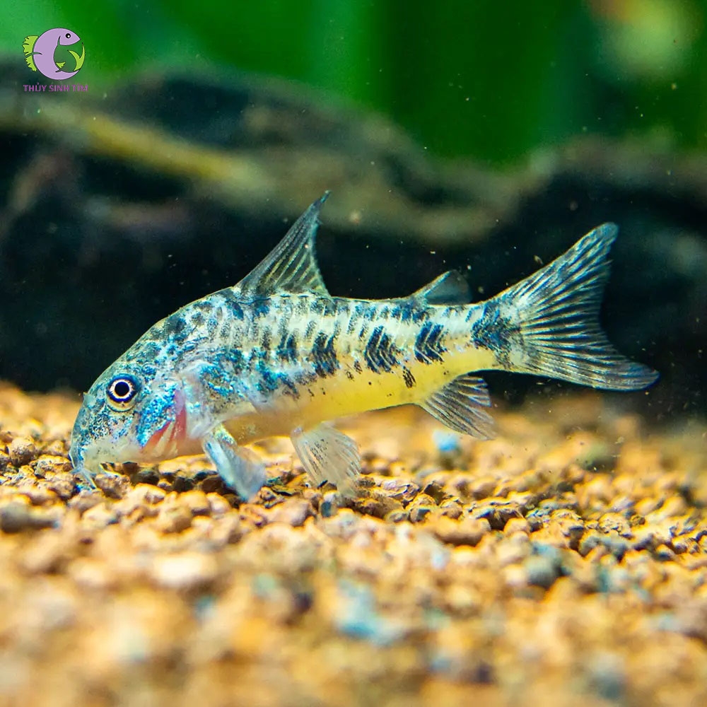 Cá Chuột Muối Tiêu-3