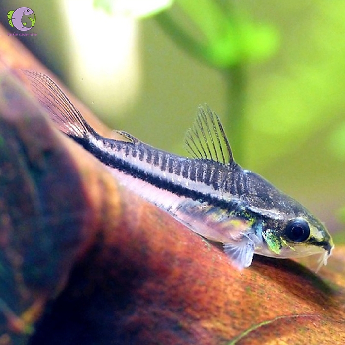 ca chuot pygmy 3