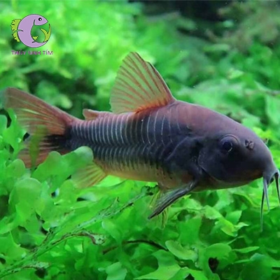 Cá Chuột Venezuela - To