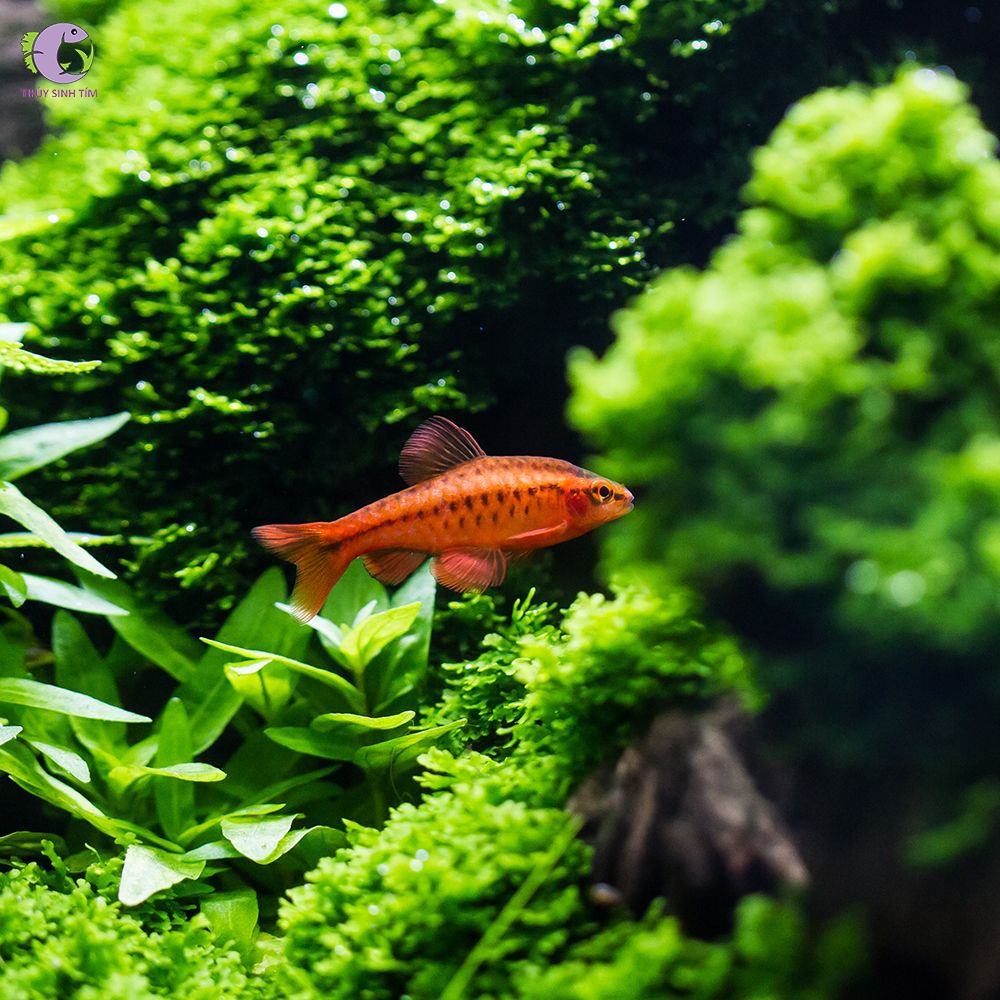 Cá Diếc Anh Đào Siêu Đỏ - Vây Ngắn-3