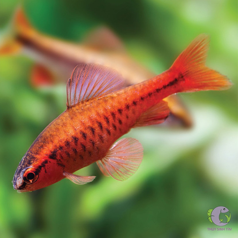 Cá diếc anh đào vây ngắn