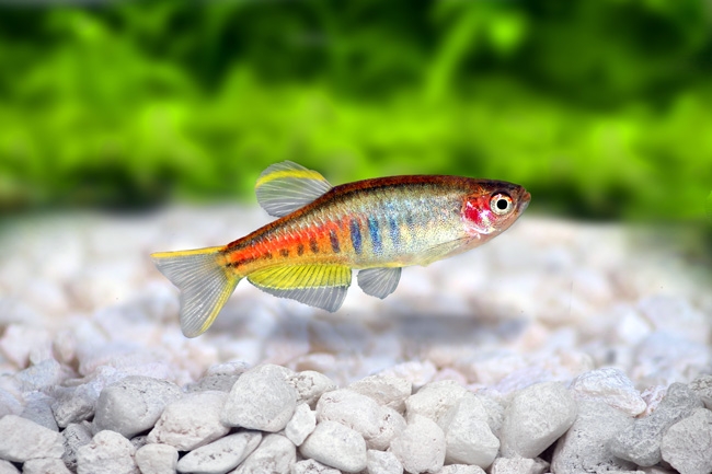 Cá Glowlight Danio-3