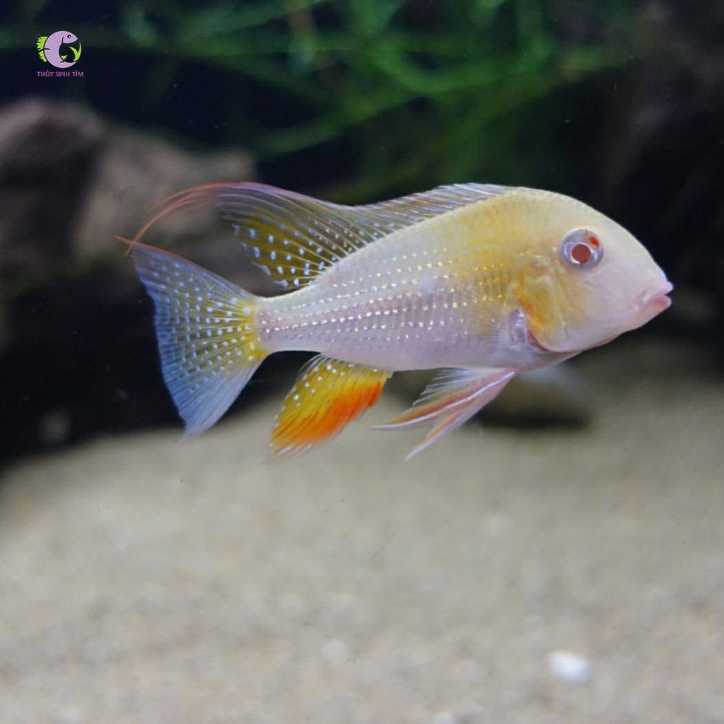 Cá Hải Hồ Heckeli Albino-3