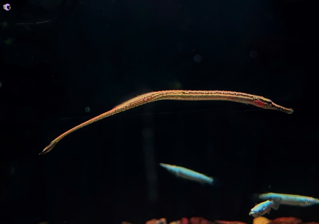 Cá Hải Long Tầng Giữa - 1