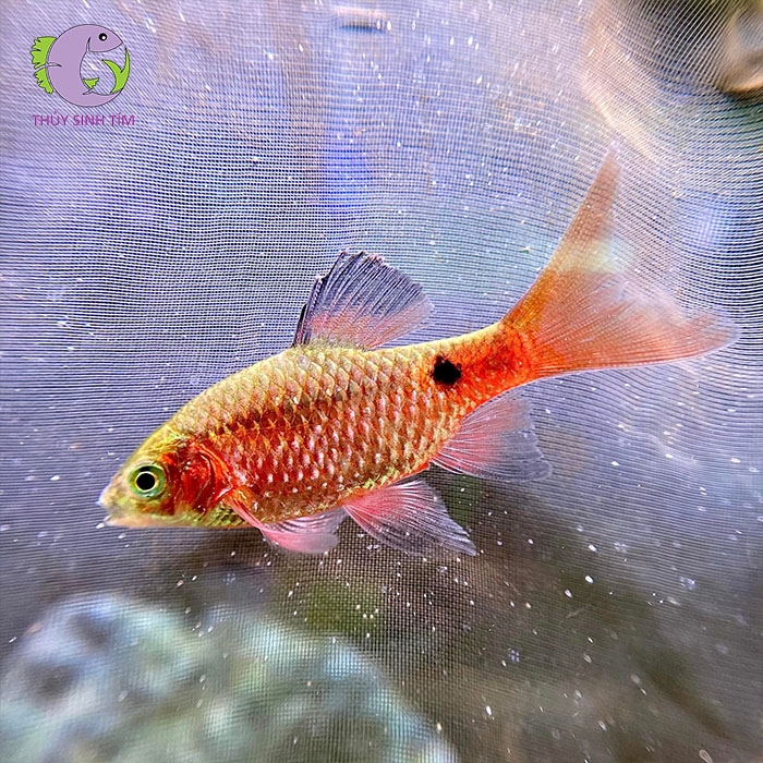 cá hồng cam vây dài-3