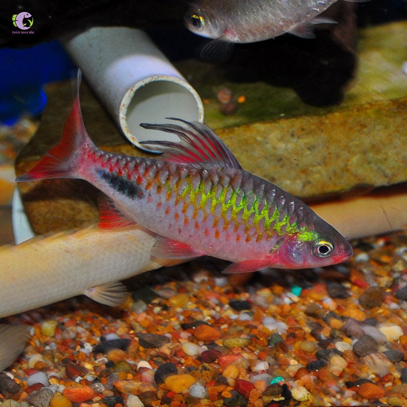 Cá Hồng Mi Cầu Vồng-3