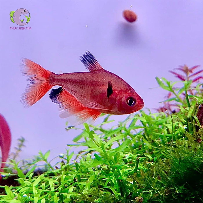 cá hồng nhung nhập-3