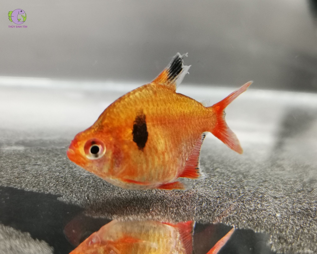 Cá Hồng Nhung Short-3