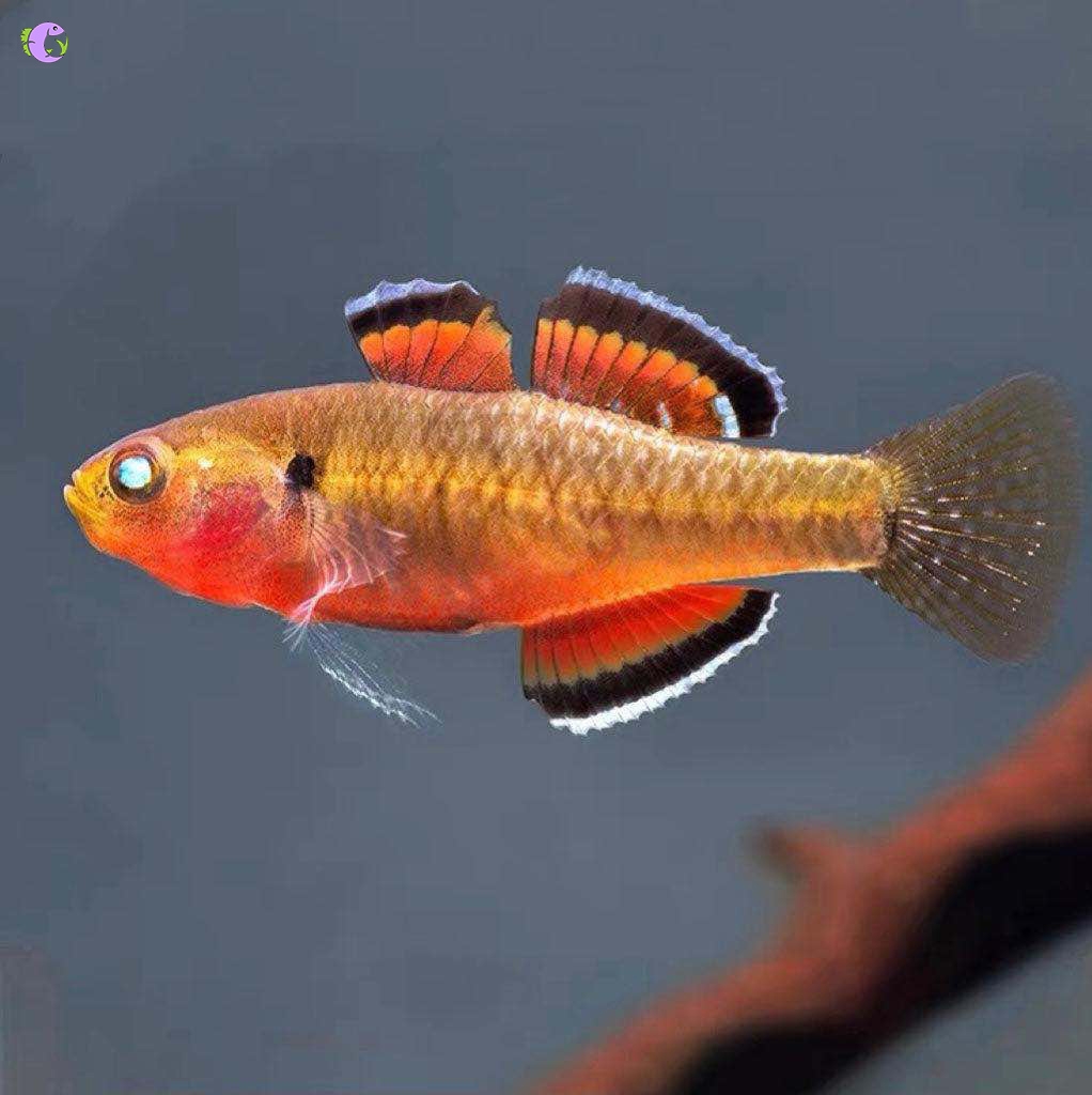 Cá Khỉ Đỏ Đầu Gù (Size 7 - 8) - 1