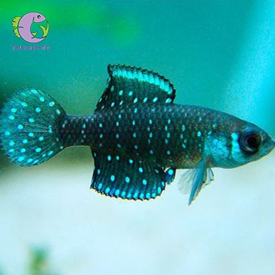 cá killi ngọc trai đen -3
