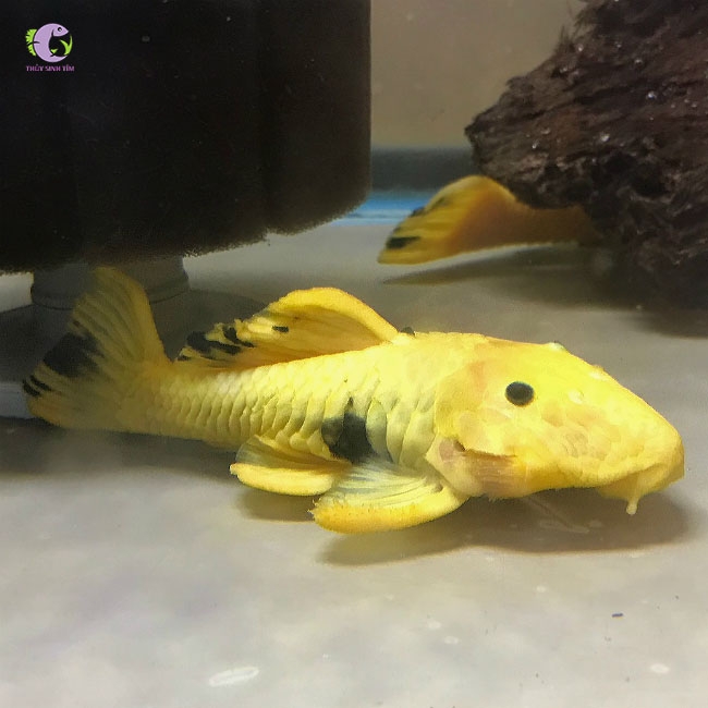 Cá L56y Yellow Chubby Pleco-2