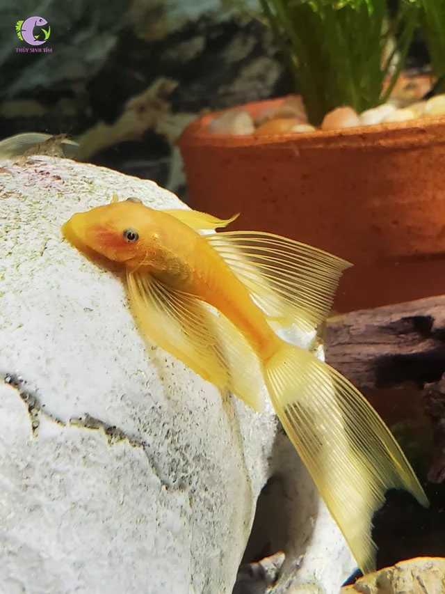 Cá Longfin Vàng 24K-3