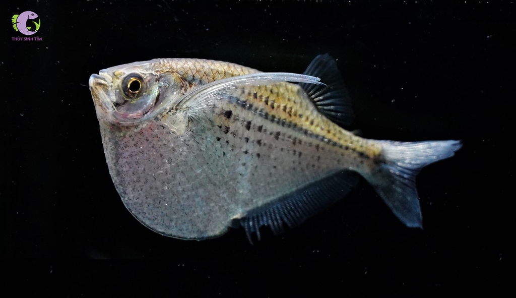 Cá Lưỡi Rìu-3