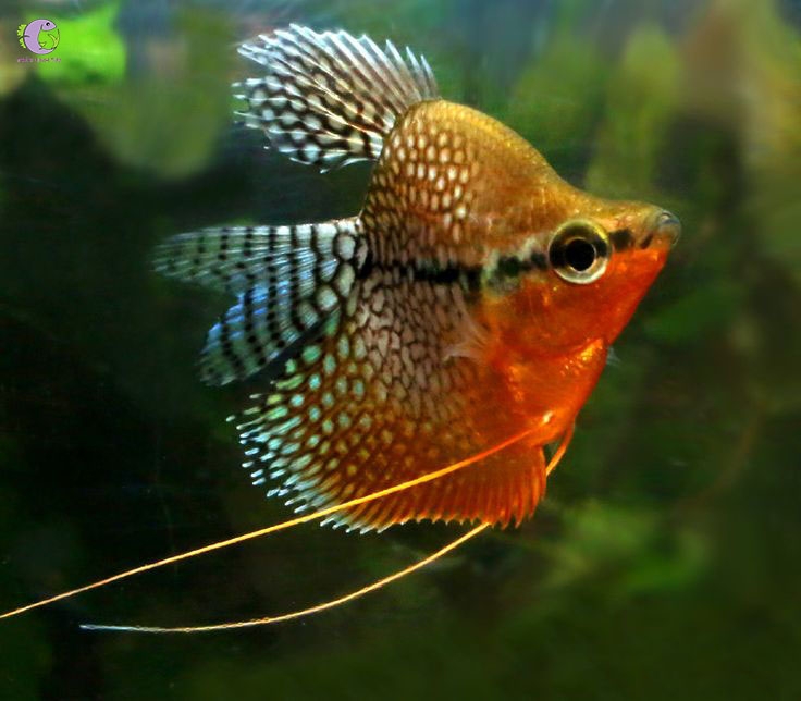 Cá Mã Giáp Short Hoàng Kim 1