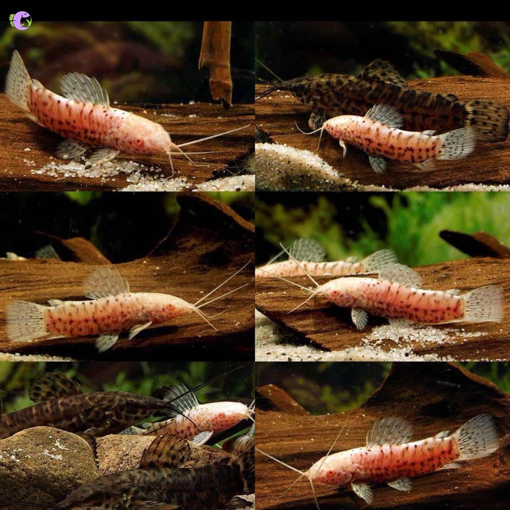 Cá Mèo Hoplo Albino - 1