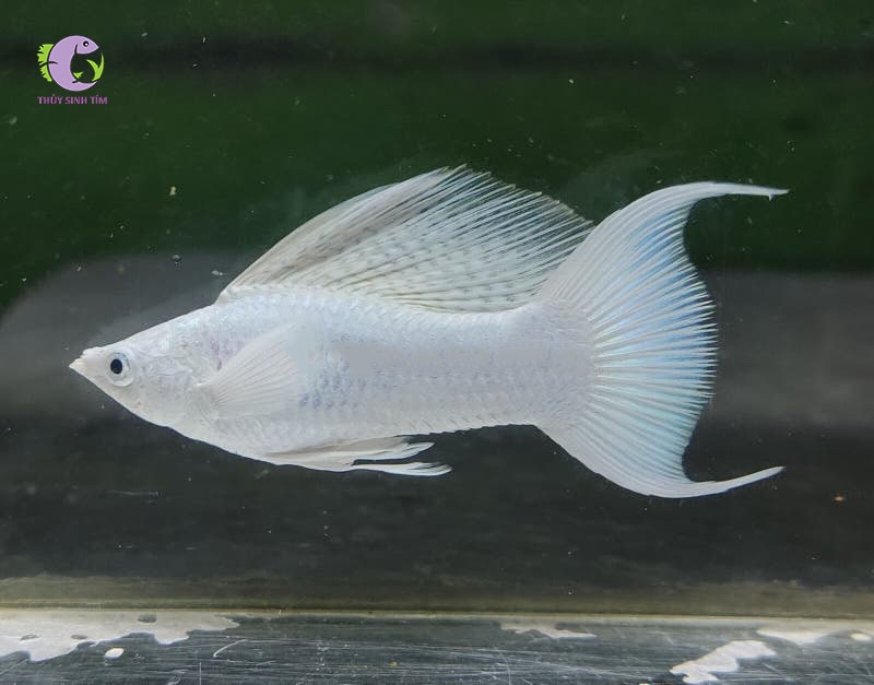Cá Molly Platinum-3