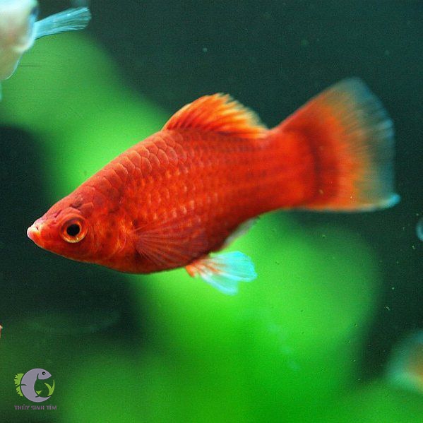 Cá mún hạt lựu