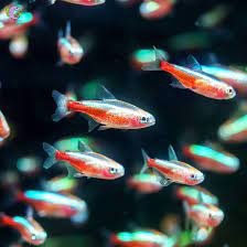 Cá Neon Gold Tetra-3