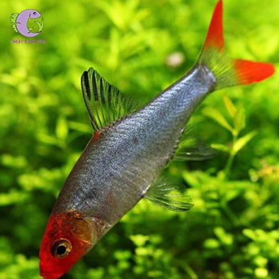 cá ngạnh mũi đỏ-3