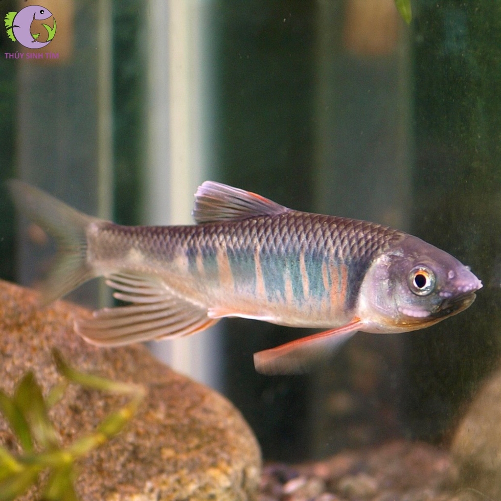 Cá Pale Chub - 1
