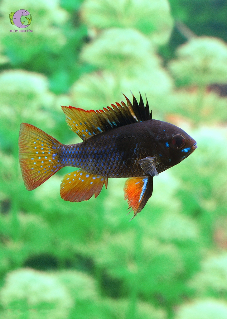 Cá Phượng Hoàng Black Ram-3