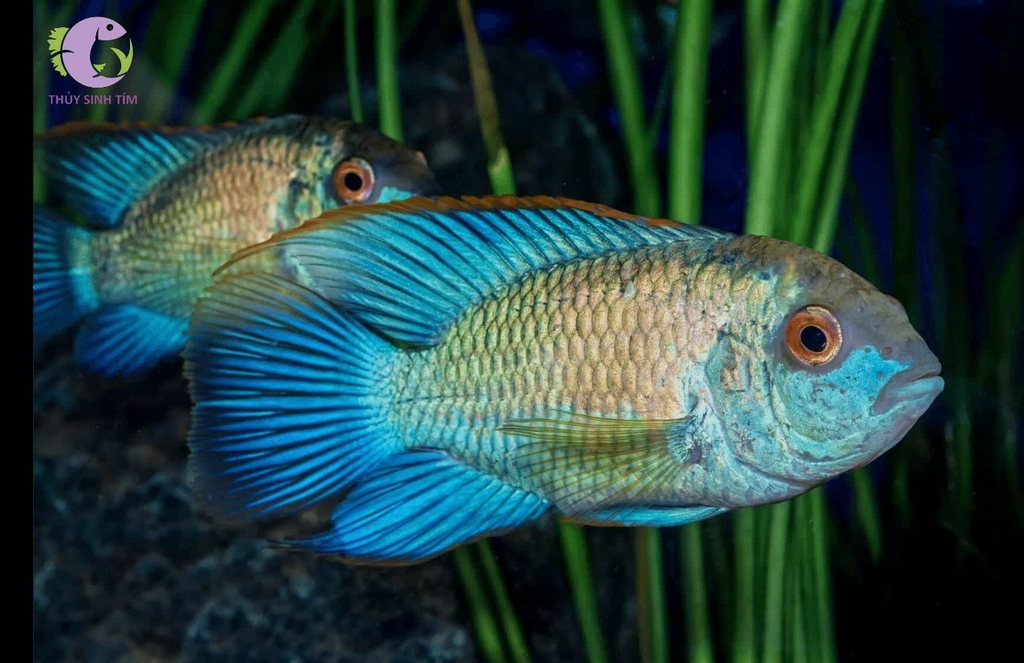 Phượng hoàng blue Acara - 1