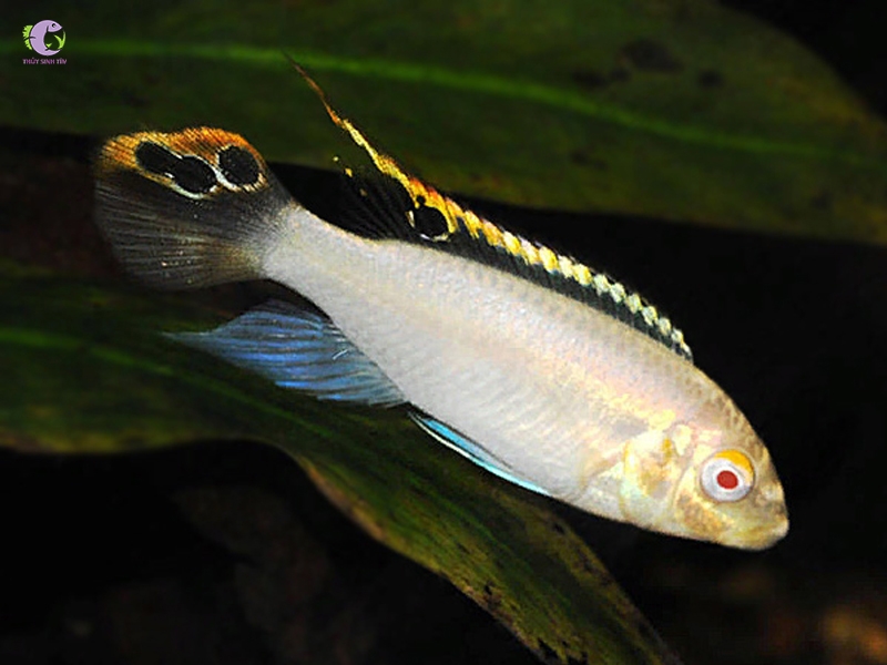 Cá Phượng Hoàng Bụng Lửa Albino-3