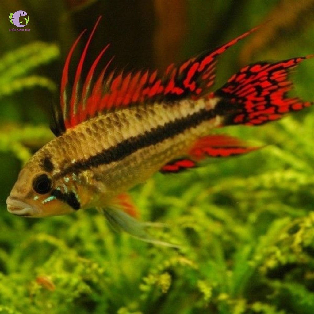 Cá Phượng Hoàng Caca-3