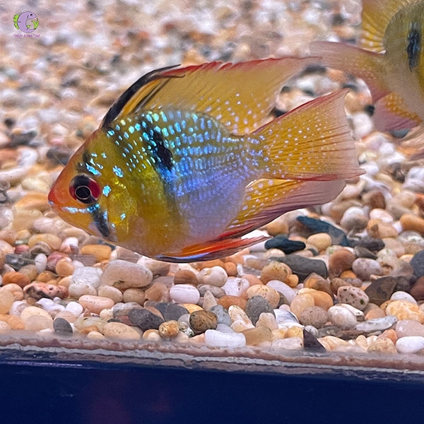Cá Phượng Hoàng Ngũ Sắc Balloon-3