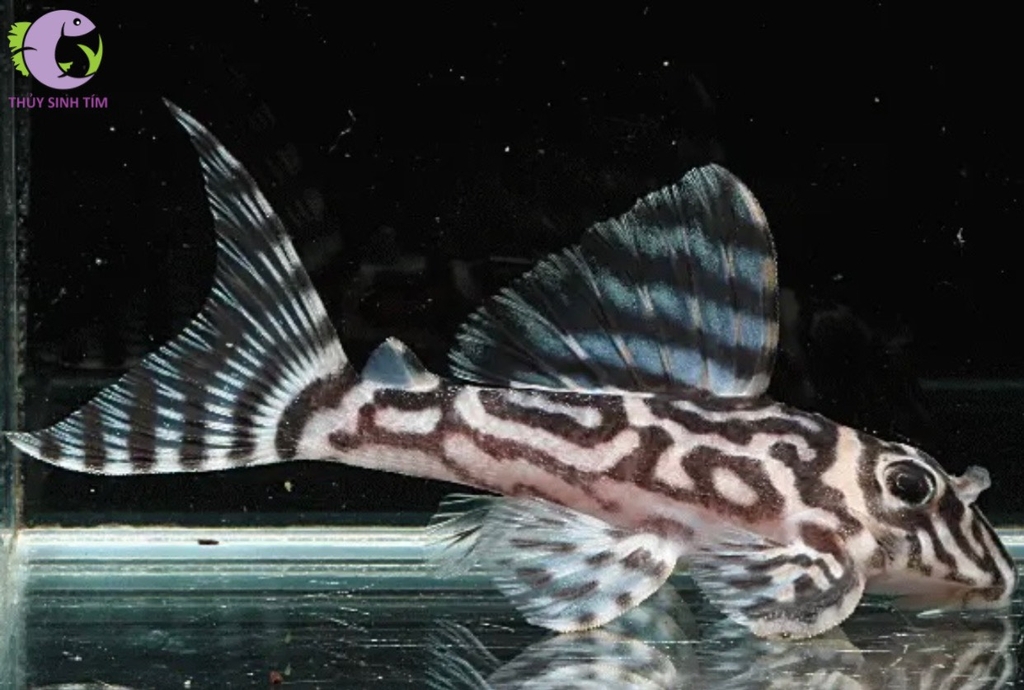 Cá Pleco L173 (Hypancistrus Zebra)
